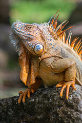 Iguana of Caribbean