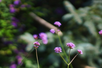 Purple verbena