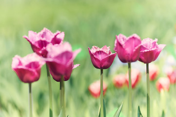 Tulips on bright background. 