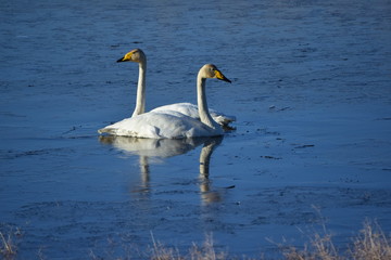 Whooper swans (Cygnus cygnus) are waterfowl in the duck family, swimming on the lake.