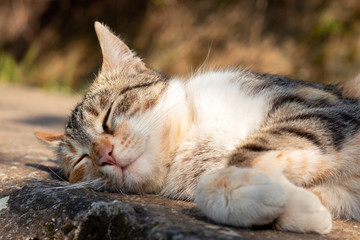 Stray tiger cat sleeping on concrete wall and enjoys the sunset. Tomcat sunbathing and dreaming outdoors. 