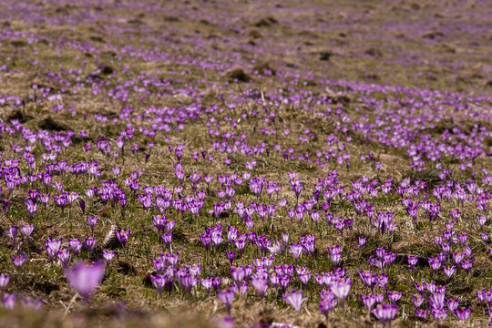 Field of crocus flowers (Crocus scepusiensis, saffron), Tatra mountains (Poland)