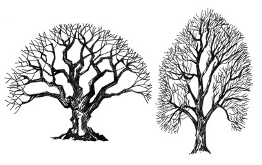 Trees without leaves, graphics for the architect, ink drawn silhouettes.