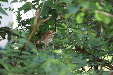 owl in tree