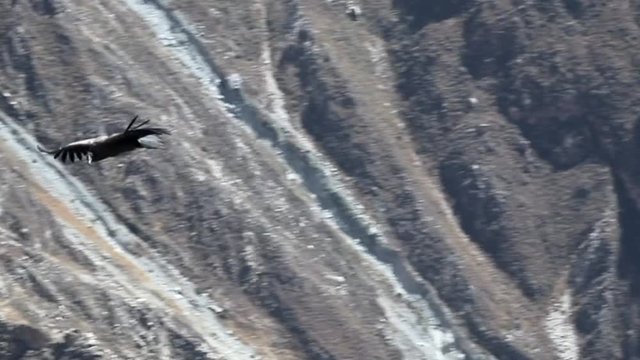 Condor flying above Colca canyon in Peru
