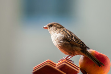 House sparrow (Passer domesticus) sitting on the roof of the feeder with blurred background.