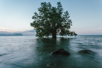 Semporna, Sabah, Malaysia - 26 April 2020 - Lonely tree at Salakan Island