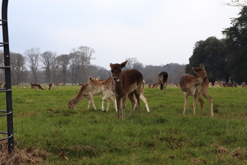 deer in park