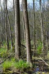Obraz premium Spandauer Forst mit Teufelsbruch
