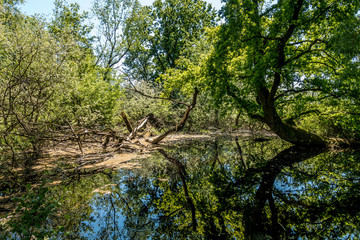 Kleiner T&uuml;mpel im Wald