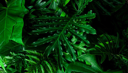Naklejka na ściany i meble closeup nature view of green monstera leaf and palms background. Flat lay, dark nature concept, tropical leaf