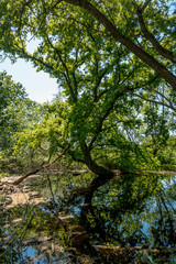 Kleiner Tümpel im Wald