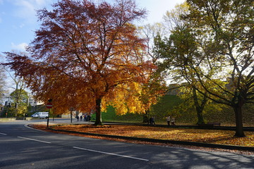 Fototapeta na wymiar Orange Tree and Green Tree Autumn People Walking on the Street 
