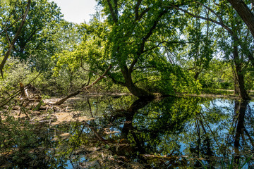 Kleiner Tümpel im Wald