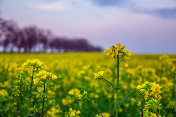 Obraz premium field of yellow rapeseed