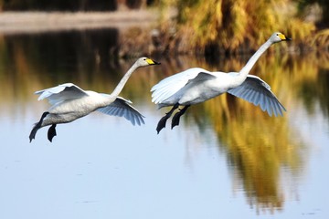 Whooper swans (Cygnus cygnus) hover over the lake.