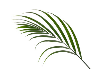Fototapeta na wymiar leaves of palm isolated on white background for design elements, tropical leaf, summer background