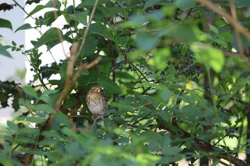 bird on a tree