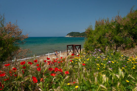 spiaggia vista mare con cespugli fioriti