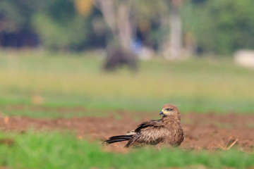 Photos of black kite - Milvus migrans