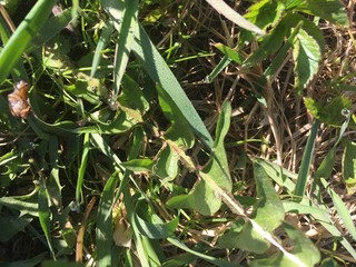 green beans in a garden