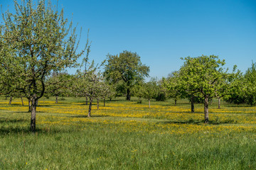 Baumgrundstück im Frühjahr