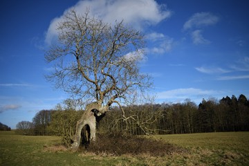 old tree in the field