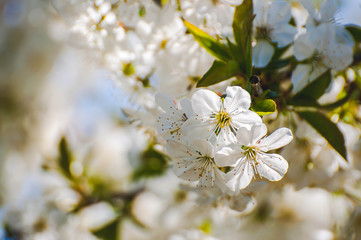 cherry tree blossom