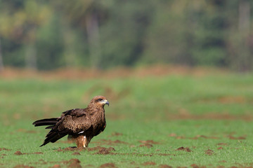 Photos of black kite - Milvus migrans