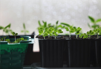 Young seedlings of Beijing cabbage