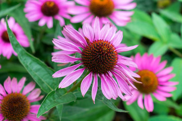 close up of a pink flower