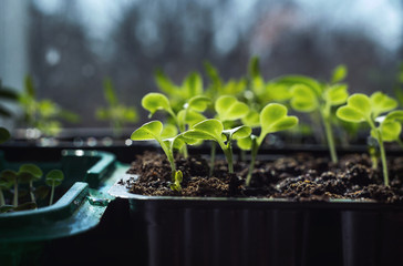 Young seedlings of Beijing cabbage