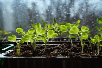 Young seedlings of Beijing cabbage
