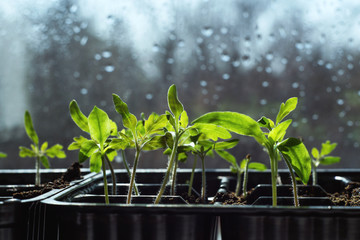 Young tomato seedlings i