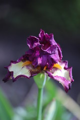 purple iris flower