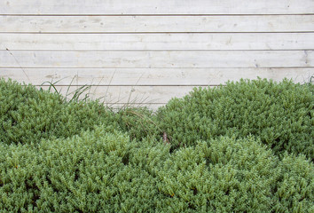 A bright clean wooden wall with green bushes. White natural wooden fence with green plants