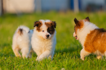 group of cute elo puppies on the lawn