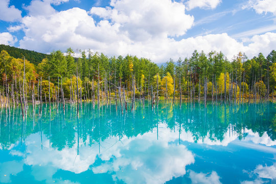 Beautiful early Autumn view of Shirogane blue pond or aoike in Biei town in Hokkaido, Japan