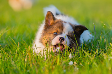 elo puppy lies on the lawn and eats grass - Powered by Adobe