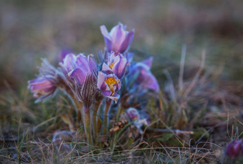 Sleep grass in the spring in the steppe.