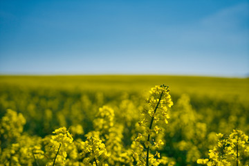 yellow rapeseed field / Gelbes Rabsfeld