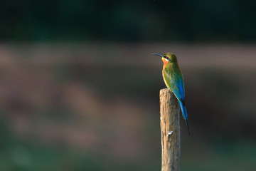 Photos of bee eater -  Meropidae 
