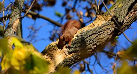 squirrel on a tree