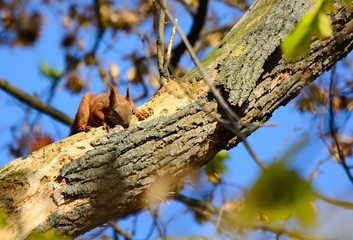 squirrel on a tree