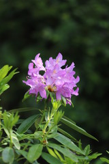 pink and white flowers