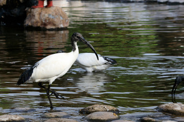 Black headed ibis in Kerala / kollam