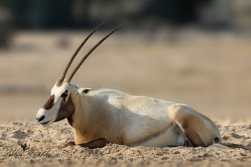 Gemsbok Arabian oryx Horn Wildlife Springbok, others, mammal, cow Goat Family, fauna png