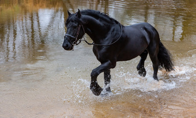 Black beautiful horse running in the water. Splash water around. Nature landscape around. Side-view of horse galloping.