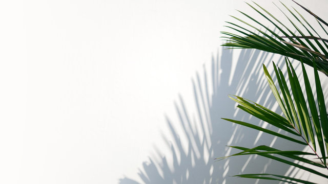 Tropical palm leaves with shadows on white concrete wall abstract blurred tropical background..