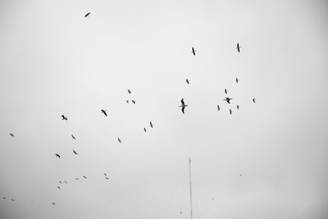 cielo y aves
